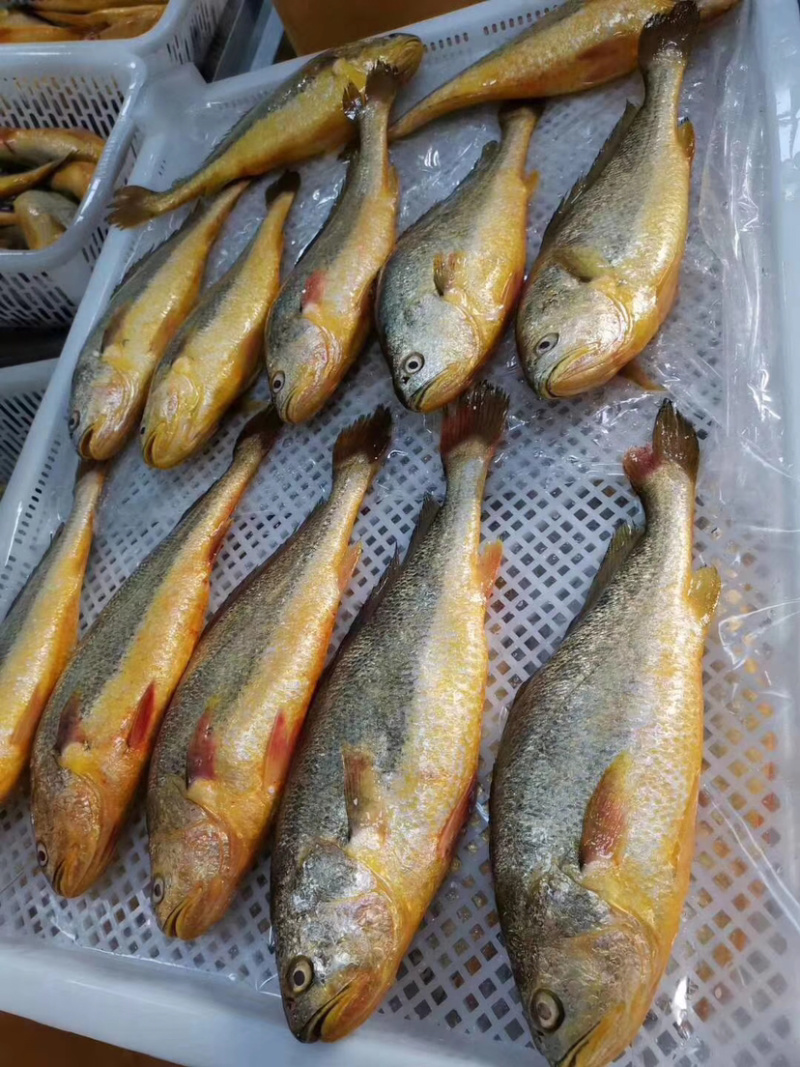 冰冻海水小龙虾鱿鱼黄花鱼
