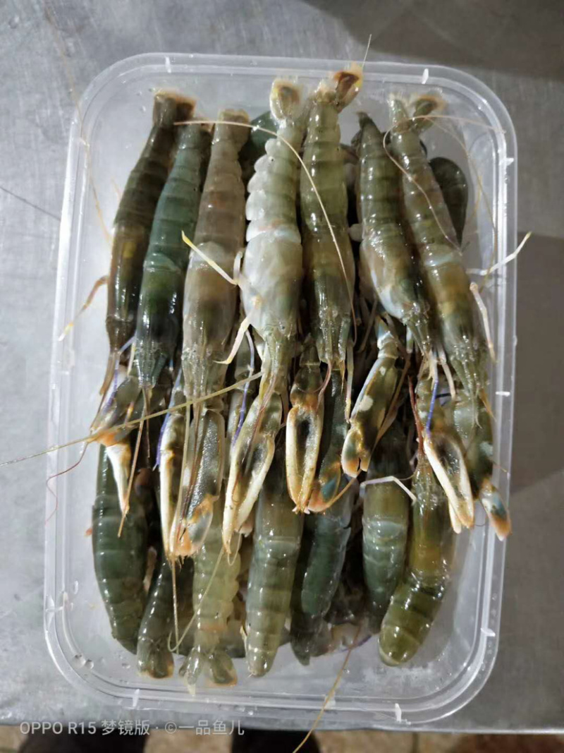 冰冻海水小龙虾鱿鱼黄花鱼