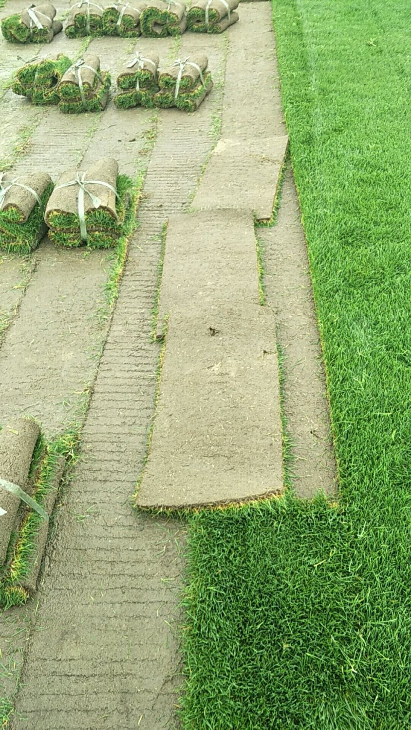 无土沙培草坪