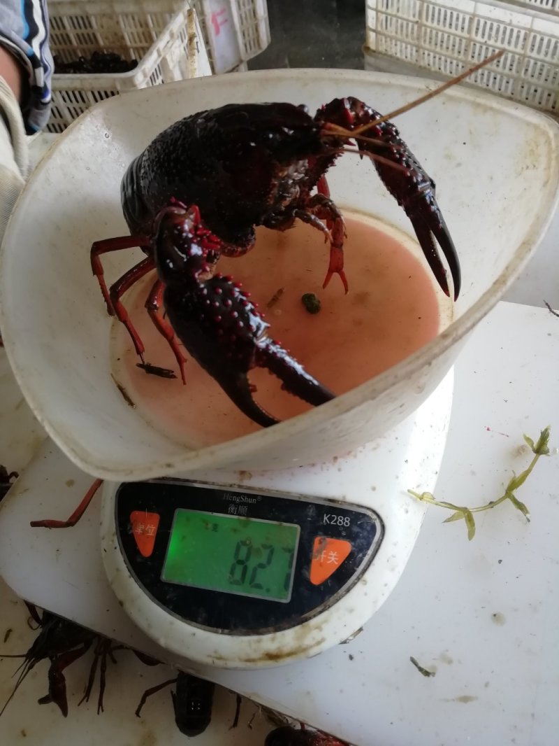 小龙虾藕塘套养食用活虾青红虾6~8钱硬规格