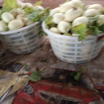 东方蜜
