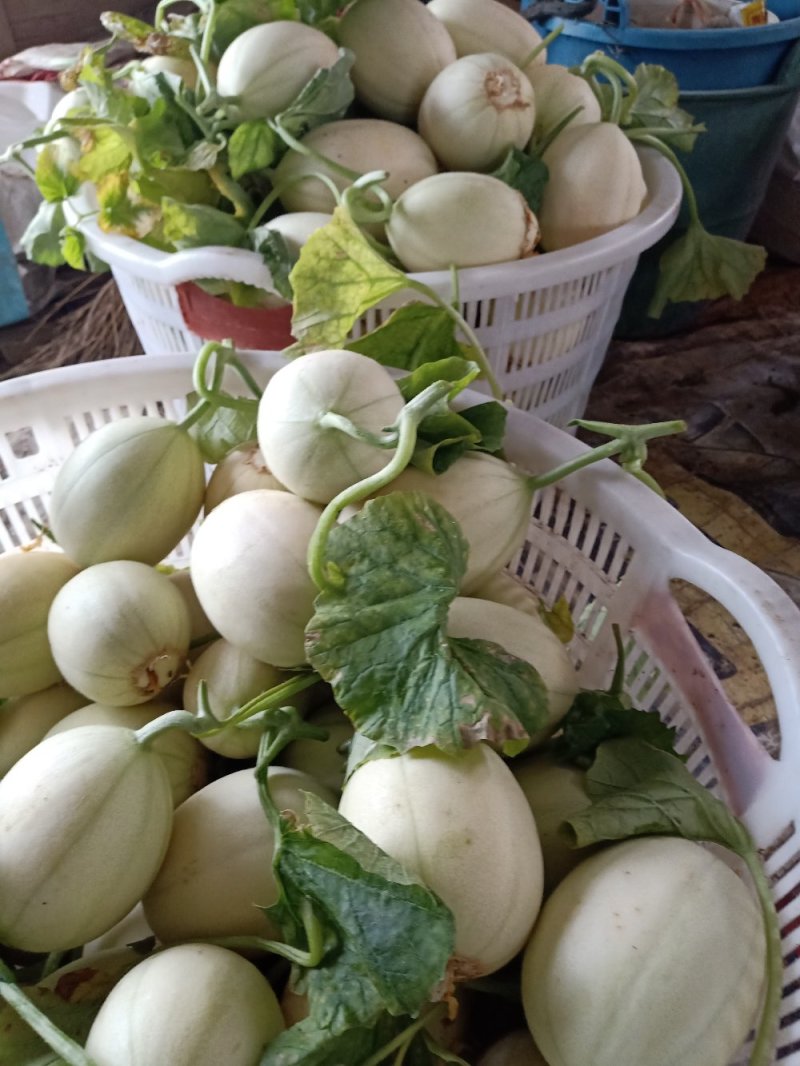 东方蜜