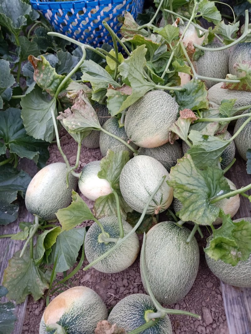 东方蜜