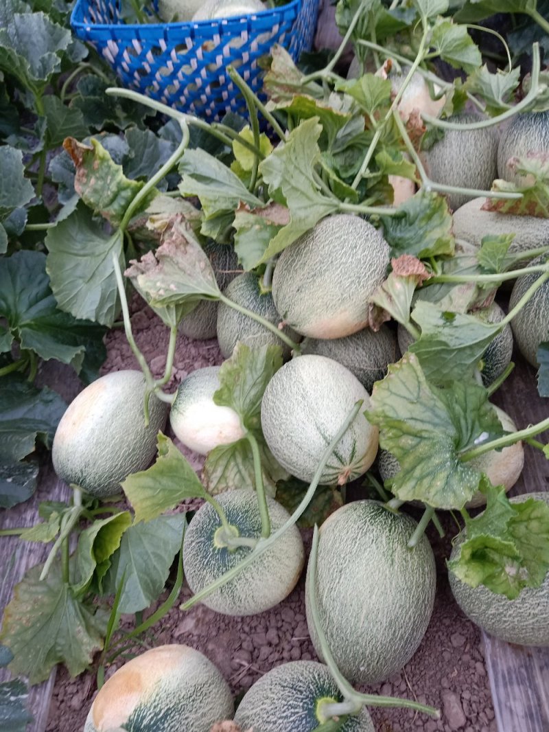 东方蜜