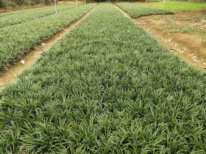 精品马尼拉草坪，百慕大草皮，台湾青草皮，