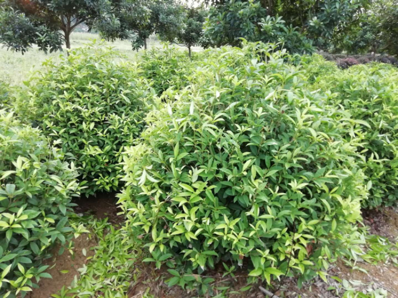 精品马尼拉草坪，百慕大草皮，台湾青草皮，