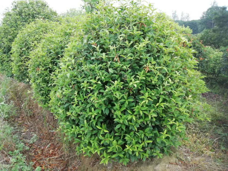 精品马尼拉草坪，百慕大草皮，台湾青草皮，