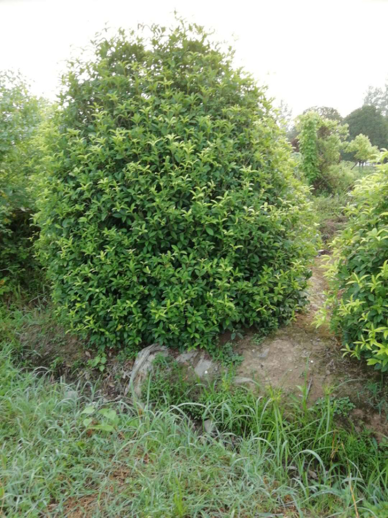 精品马尼拉草坪，百慕大草皮，台湾青草皮，