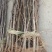 大红袍花椒苗，狮子头，无刺花椒品种纯正，质量保证