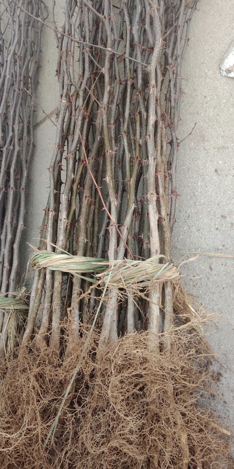 大红袍花椒苗，狮子头，无刺花椒品种纯正，质量保证