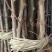 大红袍花椒苗，狮子头，无刺花椒品种纯正，质量保证