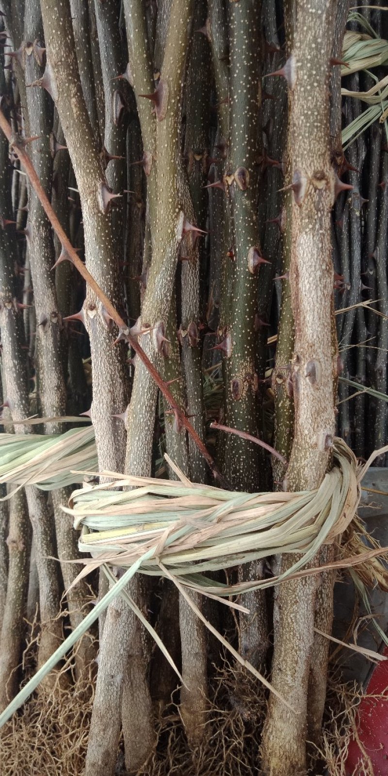 大红袍花椒苗，狮子头，无刺花椒品种纯正，质量保证