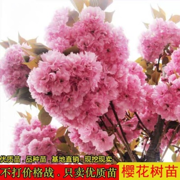 樱花苗樱花树苗日本樱花小苗嫁接早樱晚樱盆栽庭院绿化苗当年