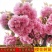 樱花苗樱花树苗日本樱花小苗嫁接早樱晚樱盆栽庭院绿化苗当年