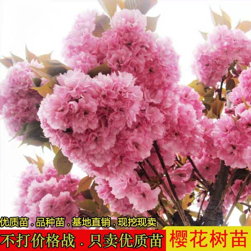 樱花苗樱花树苗日本樱花小苗嫁接早樱晚樱盆栽庭院绿化苗当年