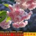 樱花苗樱花树苗日本樱花小苗嫁接早樱晚樱盆栽庭院绿化苗当年