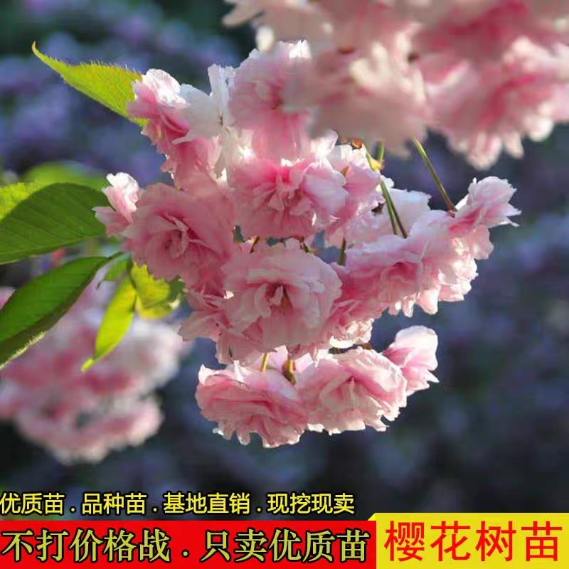 樱花苗樱花树苗日本樱花小苗嫁接早樱晚樱盆栽庭院绿化苗当年