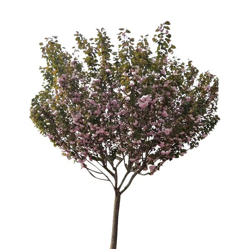 樱花苗樱花树苗日本樱花小苗嫁接早樱晚樱盆栽庭院绿化苗当年