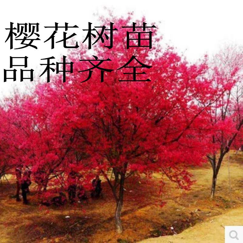 樱花苗樱花树苗日本樱花小苗嫁接早樱晚樱盆栽庭院绿化苗当年