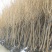 樱花苗樱花树苗日本樱花小苗嫁接早樱晚樱盆栽庭院绿化苗当年