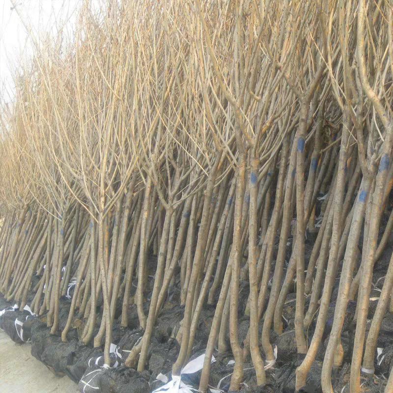 樱花苗樱花树苗日本樱花小苗嫁接早樱晚樱盆栽庭院绿化苗当年
