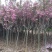 樱花苗樱花树苗日本樱花小苗嫁接早樱晚樱盆栽庭院绿化苗当年