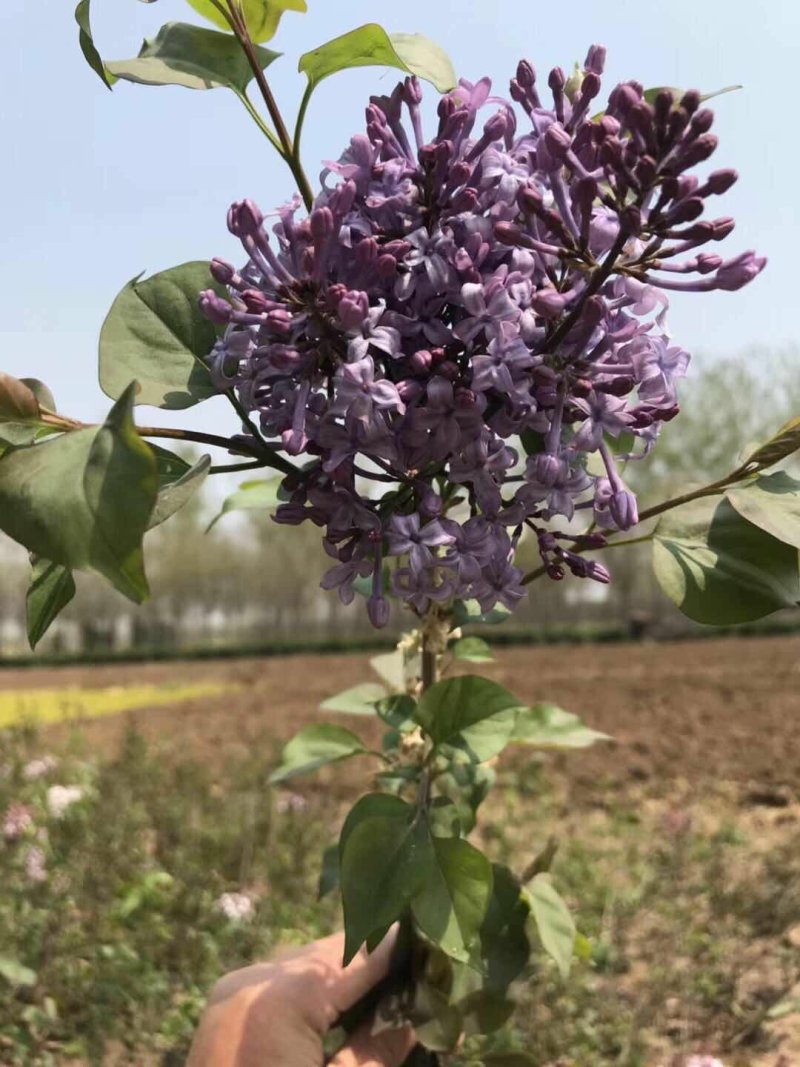 丁香花苗庭院阳台盆栽地栽植物丁香花树苗绿化工程苗木