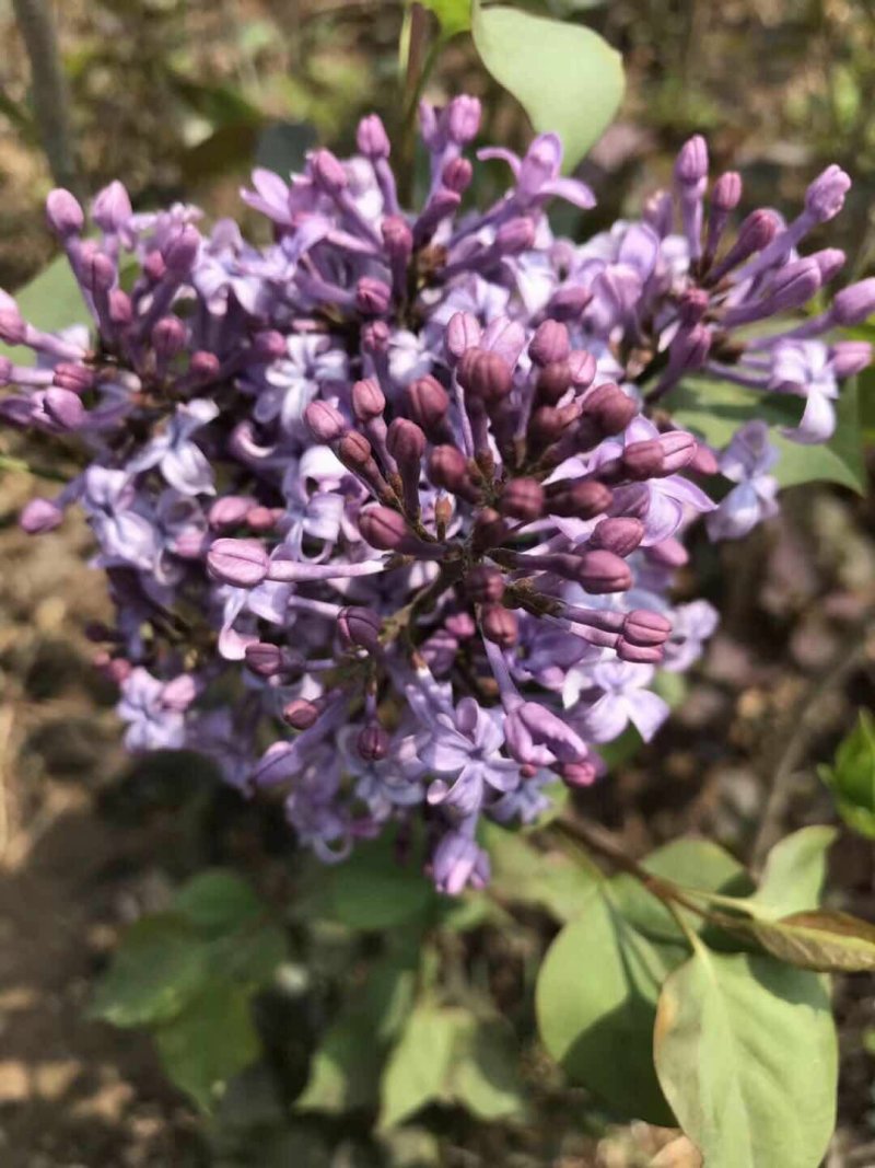 丁香花苗庭院阳台盆栽地栽植物丁香花树苗绿化工程苗木