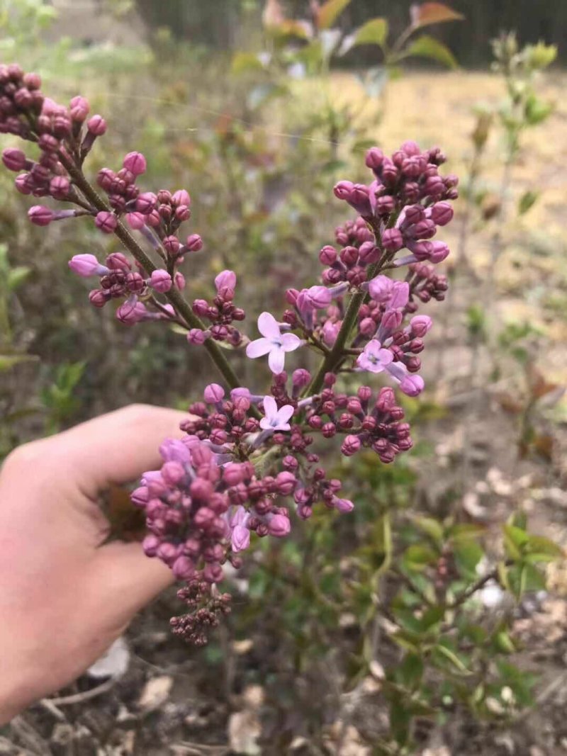 丁香花苗庭院阳台盆栽地栽植物丁香花树苗绿化工程苗木