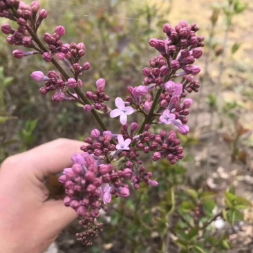 丁香花苗庭院阳台盆栽地栽植物丁香花树苗绿化工程苗木