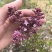 丁香花苗庭院阳台盆栽地栽植物丁香花树苗绿化工程苗木