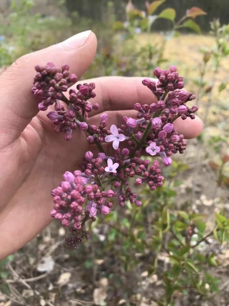 丁香花苗庭院阳台盆栽地栽植物丁香花树苗绿化工程苗木