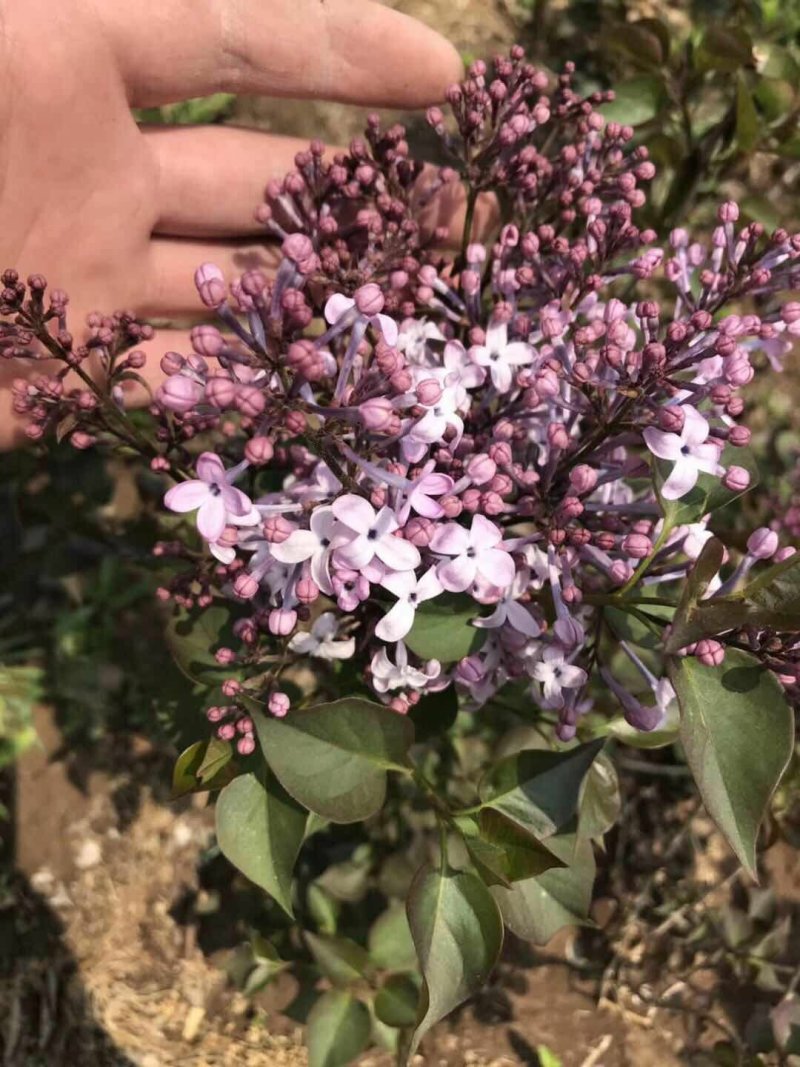 丁香花苗庭院阳台盆栽地栽植物丁香花树苗绿化工程苗木