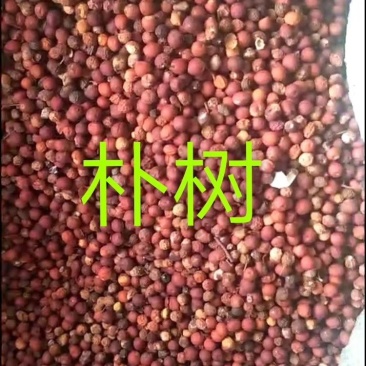 朴树种子小叶朴树种子沙朴种子
