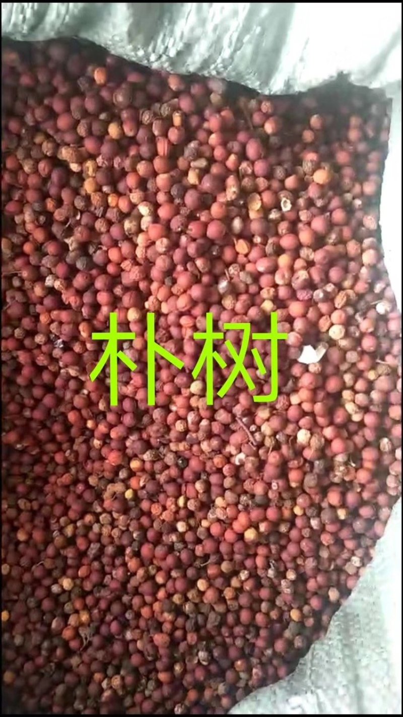 朴树种子小叶朴树种子沙朴种子
