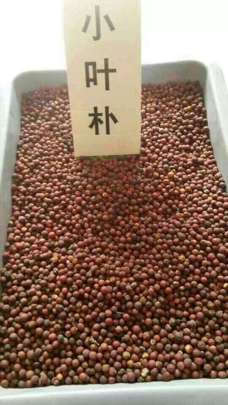 朴树种子小叶朴树种子沙朴种子
