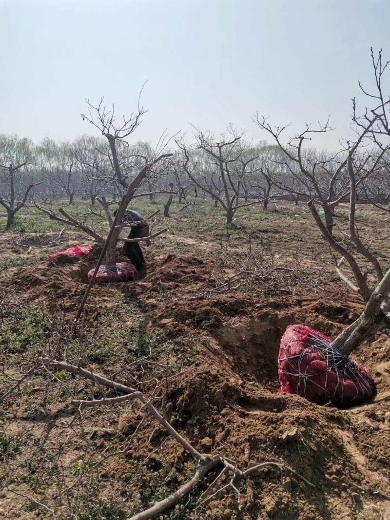 【占地桃树苗】占地桃树苗产地直供货源充足