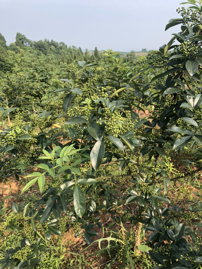 正宗九叶花椒产地直销青干花椒