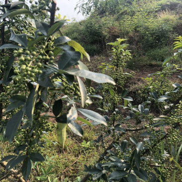 正宗九叶花椒产地直销青干花椒