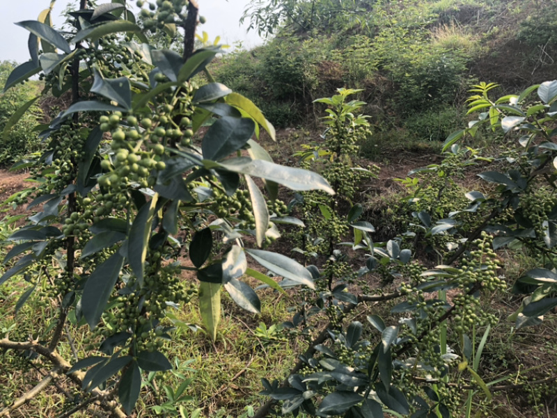 正宗九叶花椒产地直销青干花椒