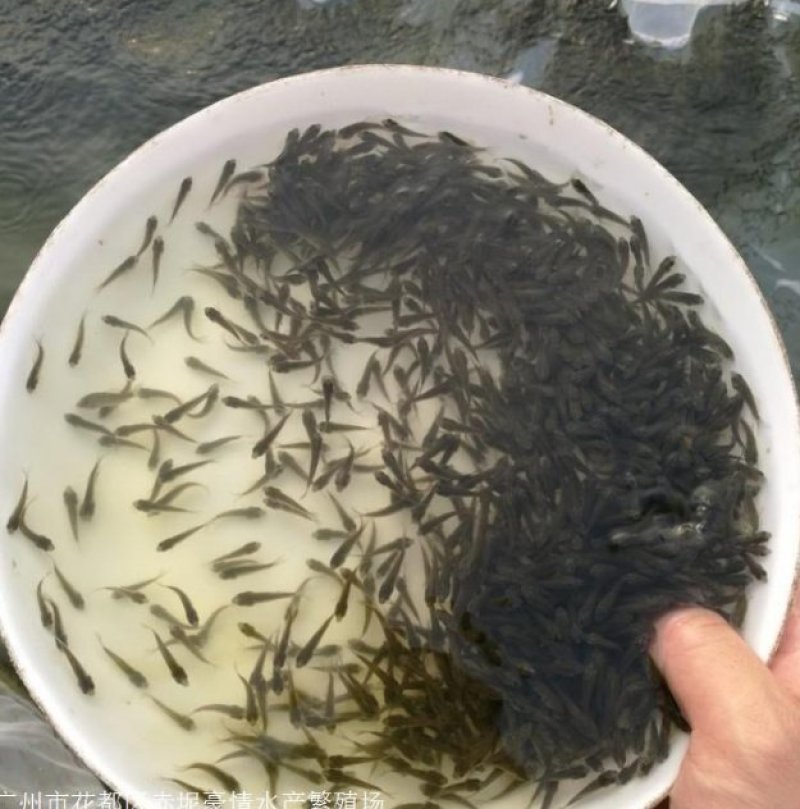 （推荐）优质鱼苗，鲫鱼苗，彭泽鲫，青龙鲫中科3号