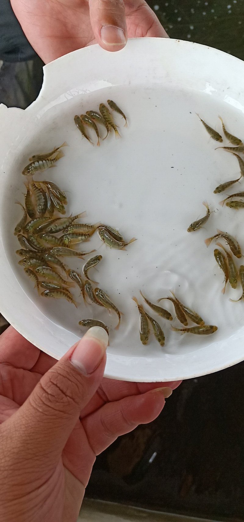 （推荐）优质鱼苗，鲫鱼苗，彭泽鲫，青龙鲫中科3号