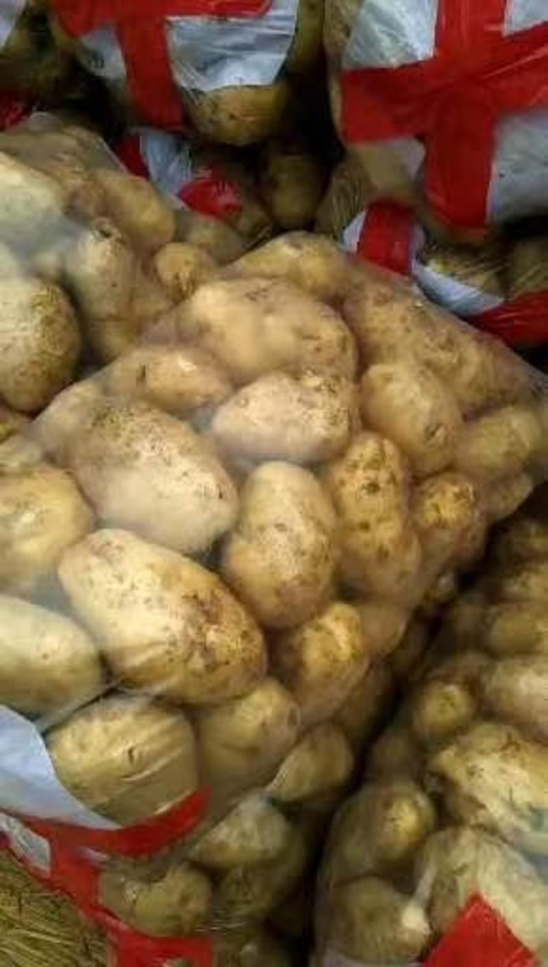 批发226土豆精品土豆3两起步光滑无虫陕西汉中大量上市