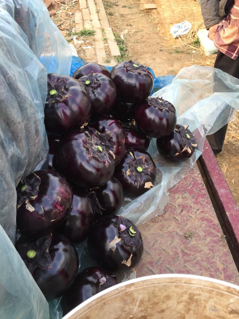 紫光圆茄，产地直销，一条龙服务