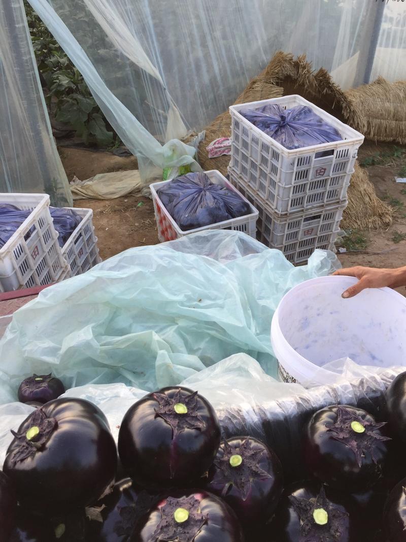 紫光圆茄，产地直销，一条龙服务