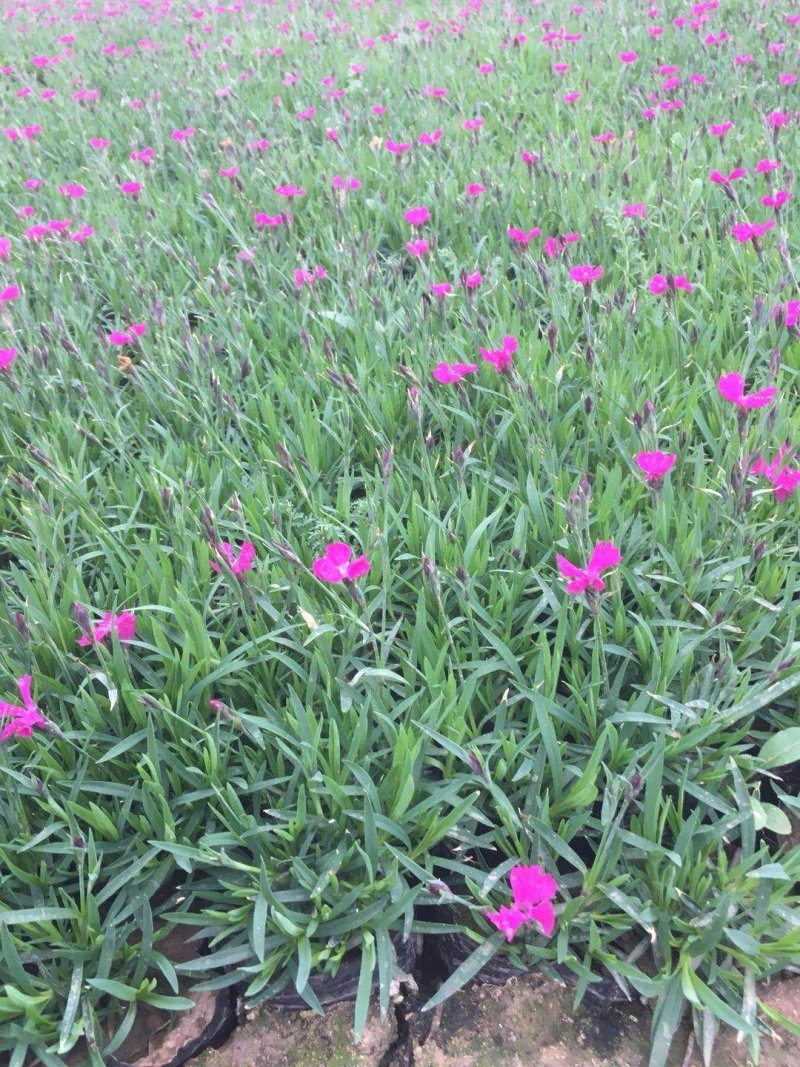 会开花的草坪，欧石竹。多年生，四季开花