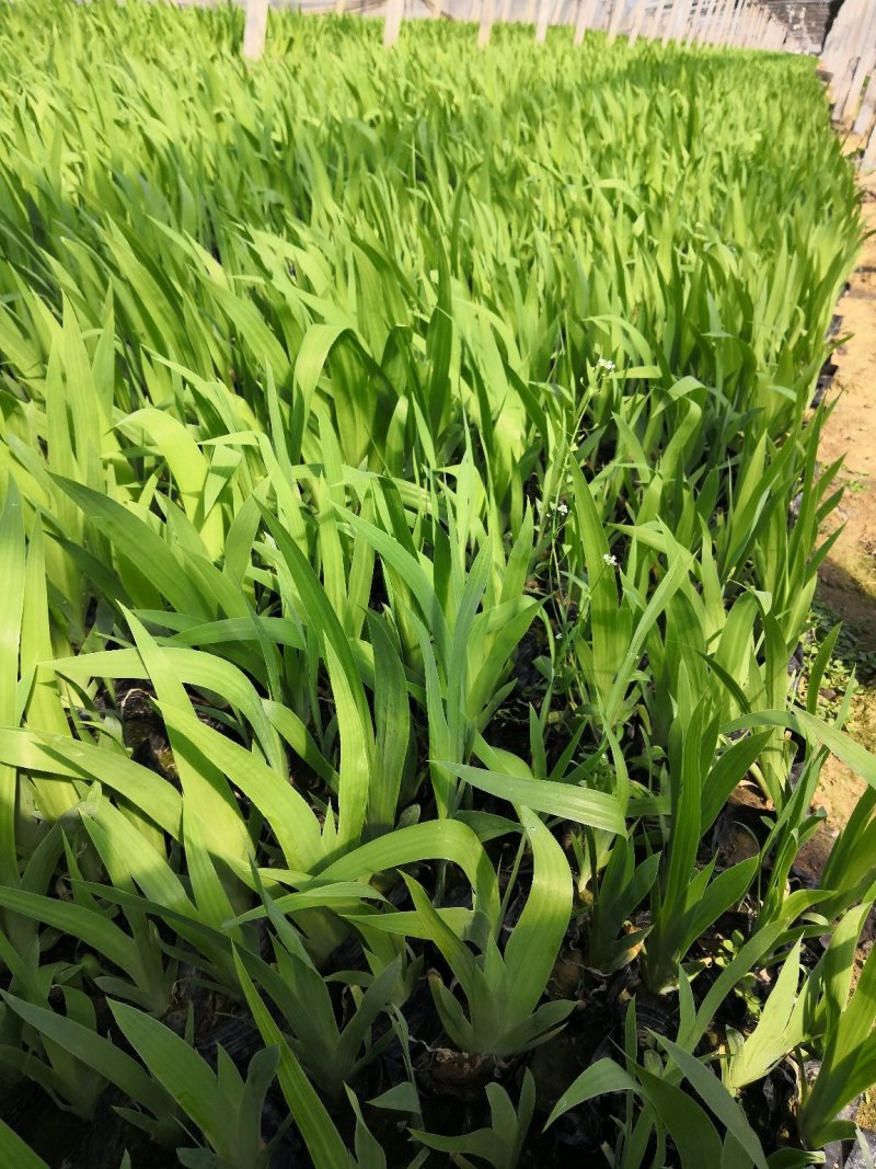 多年生，耐寒营养钵苗蓝花鸢尾，基地直销