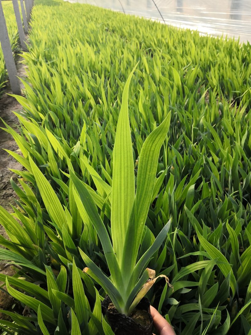 多年生，耐寒营养钵苗蓝花鸢尾，基地直销