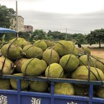 菠萝蜜10~15公斤广东菠萝蜜大量上市中