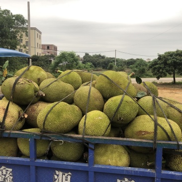 菠萝蜜10~15公斤广东菠萝蜜大量上市中